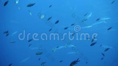 <strong>马洛卡</strong>岛附近地中海的一群小鱼